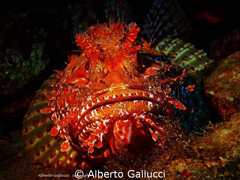 Scorpaena scrofa by Alberto Gallucci 
