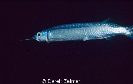 Ballyhoo that swam into my closeup framer at night. Nikon... by Derek Zelmer 