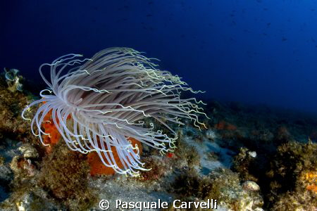 il cerianto di scilla (RC) Italy by Pasquale Carvelli 