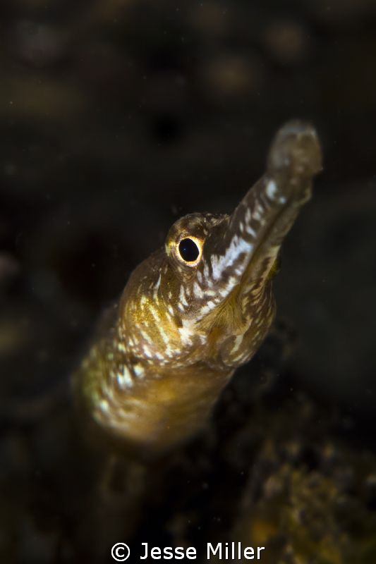 Bay Pipe Fish - Puget Sound Seahorse by Jesse Miller 