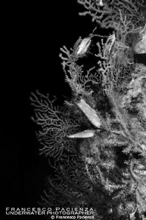Underwater mediterranean life. by Francesco Pacienza 