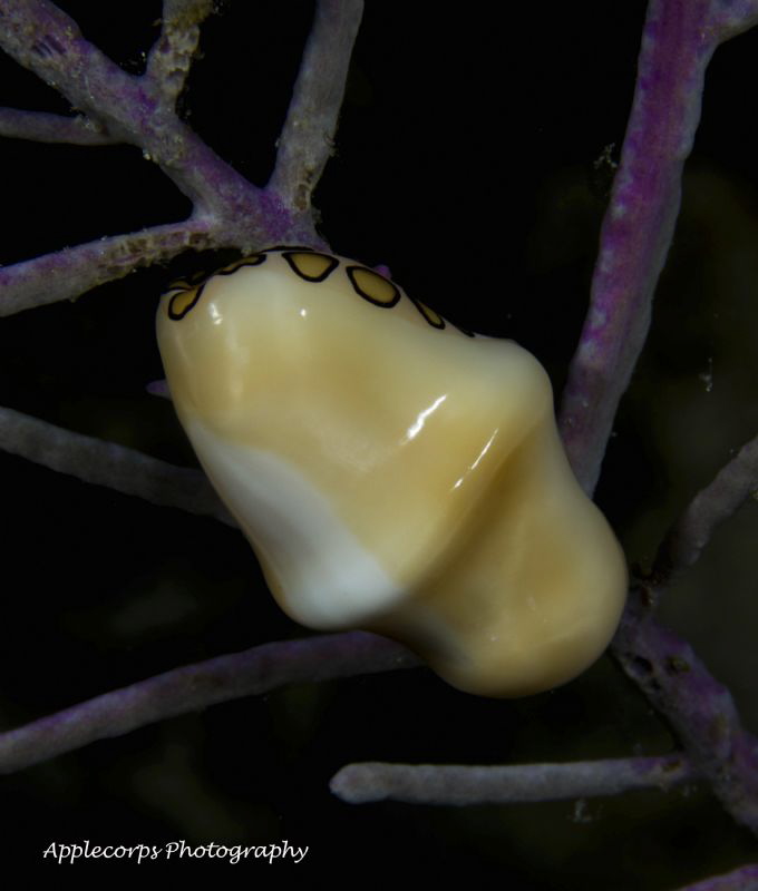 Flamingo Tongue Snail taken with Canon T2i, Canon 60mm, Z... by Richard Apple 