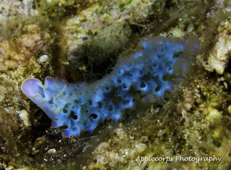 Blue Lettuce Slug taken with Canon T2i, Canon 60mm Macro ... by Richard Apple 