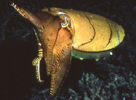 Cuttling at night in Palau. by David Spiel 