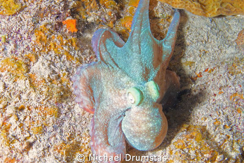 night dive by Michael Drumstas 