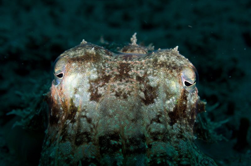 Cuttlefish Snoot: No edits from RAW file by Tony Cherbas 