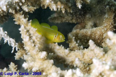 Marsa Alam, Egypt. 100mm macro. by Luigi Carta 