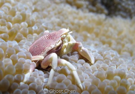 Canon G12 + sea&sea 110a by Ghost Chen 