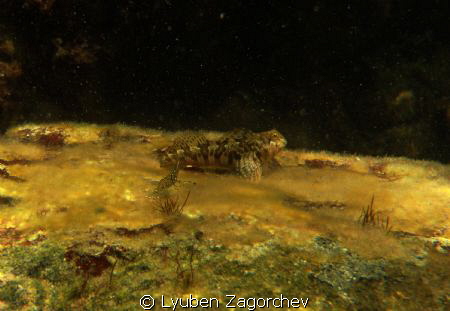A cute fish. by Lyuben Zagorchev 