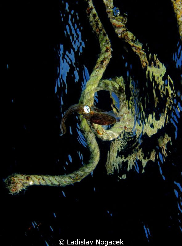 baby calamari by Ladislav Nogacek 