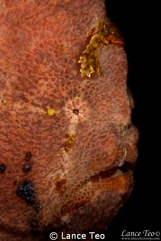 A Large Frogfish Closeup by Lance Teo 