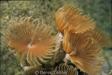 Social feather duster. Nikonos V, 28mm with extension tube. by Derek Zelmer 