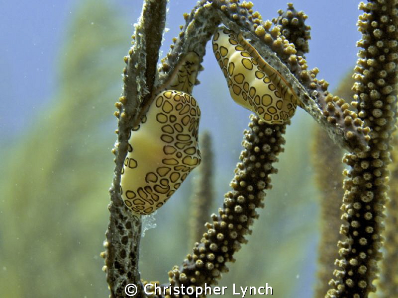 Full frame... natural light... 2 flamingo tongues by Christopher Lynch 