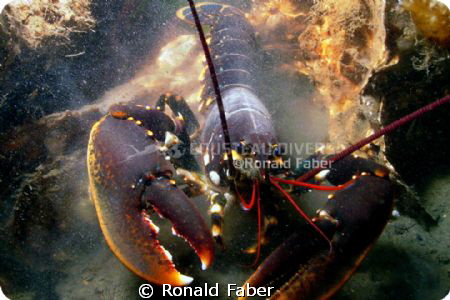 An European lobster in the Zeeland Oosterschelde. by Ronald Faber 