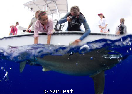 This is a shot of a research group tagging an Oceanic Whi... by Matt Heath 