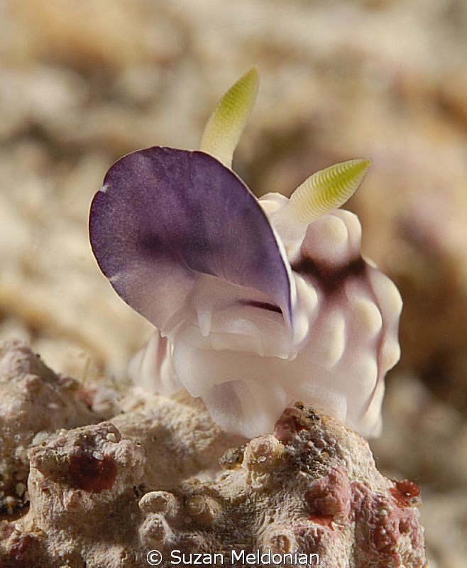 Lip Service, Chromodoris geometrica by Suzan Meldonian 