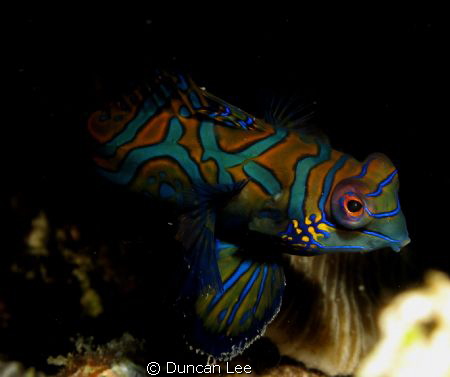 mandrian fish in Lembeh by Duncan Lee 