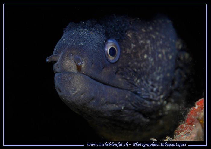 Coming out of her hole... :O)... by Michel Lonfat 