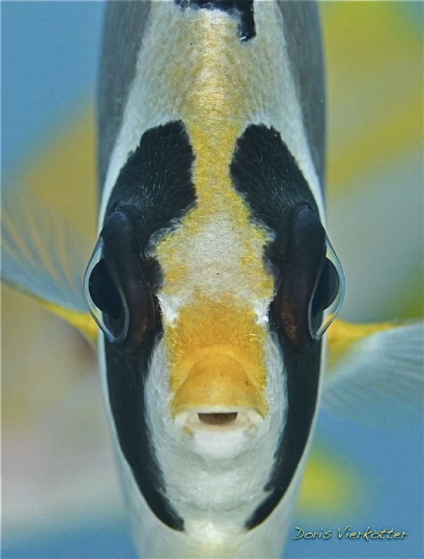 Glass eye by Doris Vierkoetter 