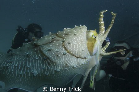 A cuttlefish attacking a diver. Or at least it looks like... by Benny Frick 