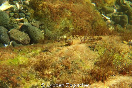 Another cute fish. by Lyuben Zagorchev 