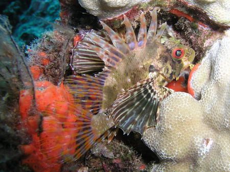 Green Lionfish at micro reef off Black Rock, Maui. Taken ... by Cheryl Gerrish 