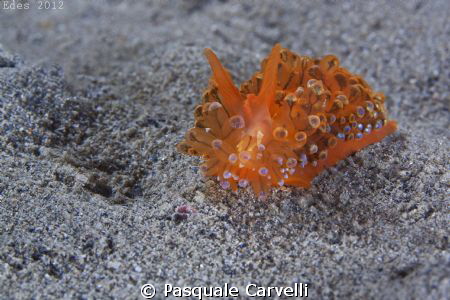 janolus by Pasquale Carvelli 