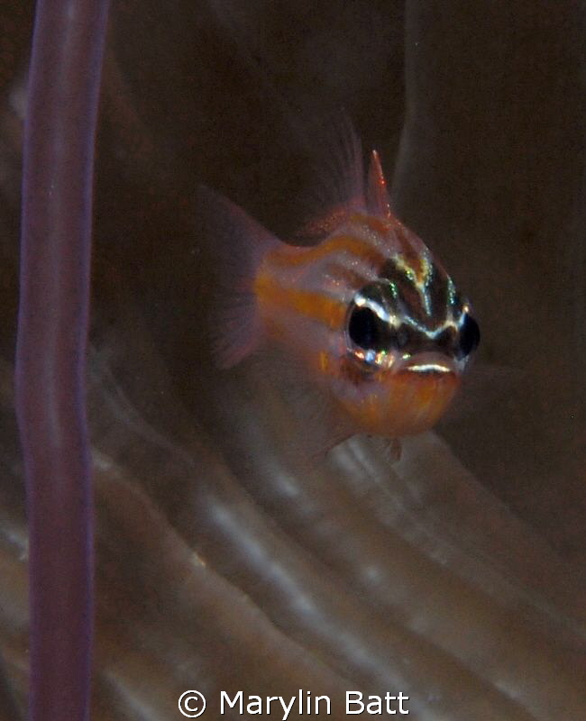 Cardinal fish with an attitude. by Marylin Batt 
