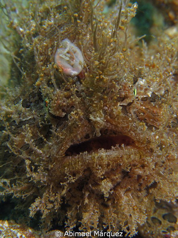 Triated Frogfish by Abimael Márquez 