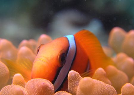 Clown fish taken on Tioman Island, Malaysia by Grahame Massicks 