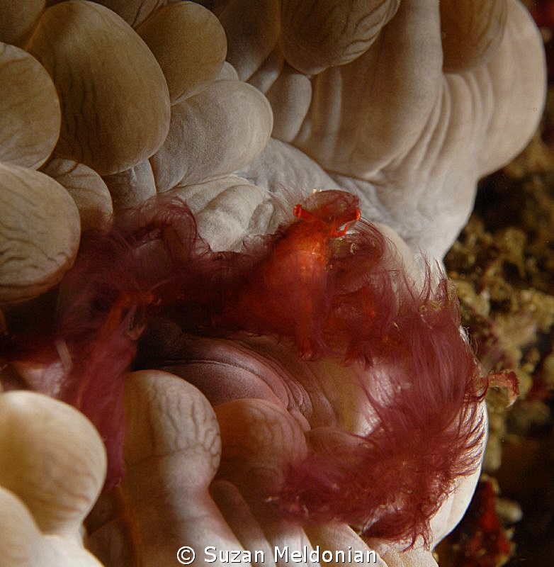 Orangutan Crab by Suzan Meldonian 