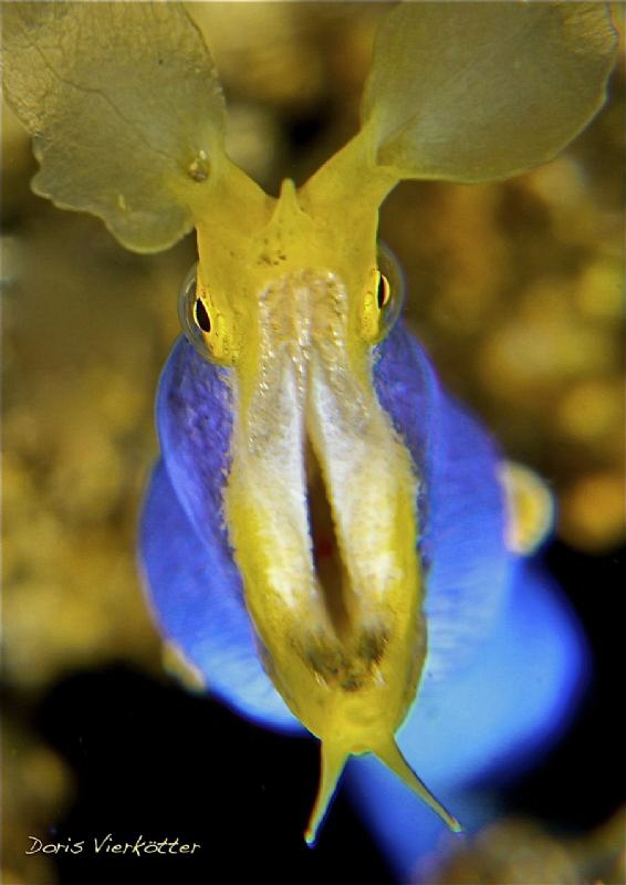 Ribbon eel by Doris Vierkoetter 