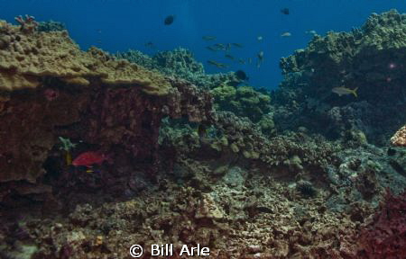 Reef scene.  Notice goatfish with cleaner wrasse. Big Isl... by Bill Arle 