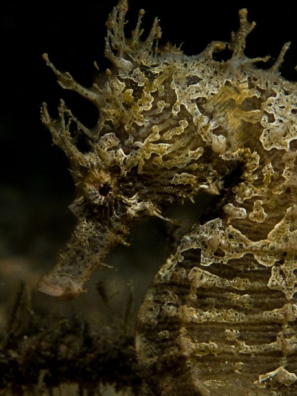 Hippocampus by John Roach 