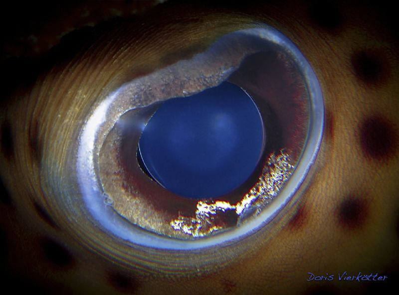 blue eye by Doris Vierkoetter 
