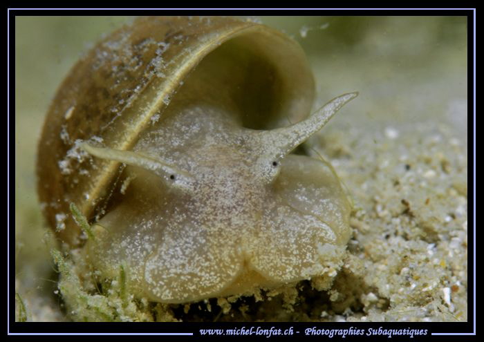 Freshwater Snail... :O)... by Michel Lonfat 