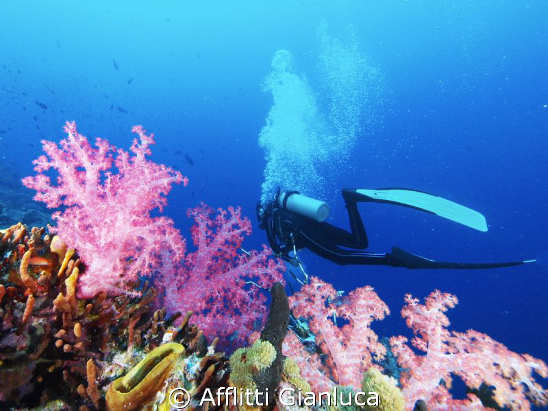 soft coral by Afflitti Gianluca 