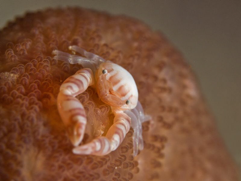 Night crab on soft sand coral by Alex Varani 