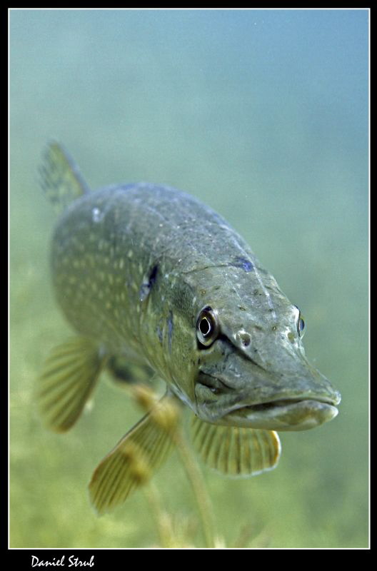 Pike :-D by Daniel Strub 