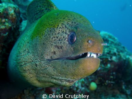 This Moray became very curious and just got closer  ! by David Crutchley 