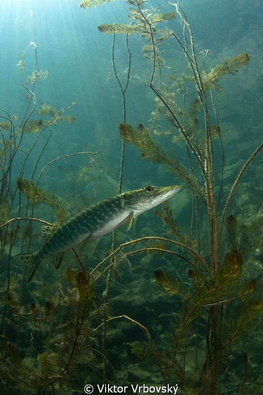 Little pike :-) by Viktor Vrbovský 