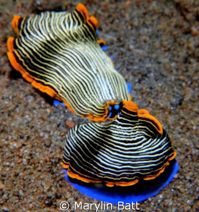 Mating Nudis by Marylin Batt 