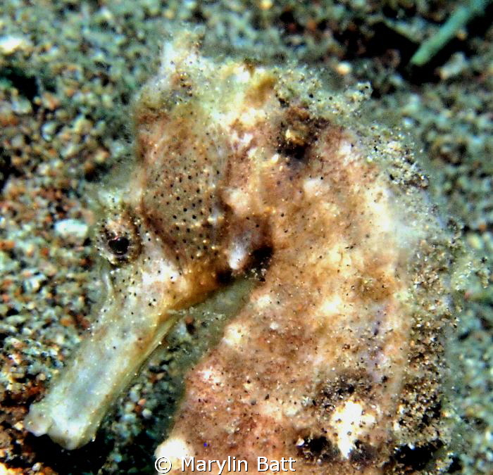Lovely Seahorse by Marylin Batt 