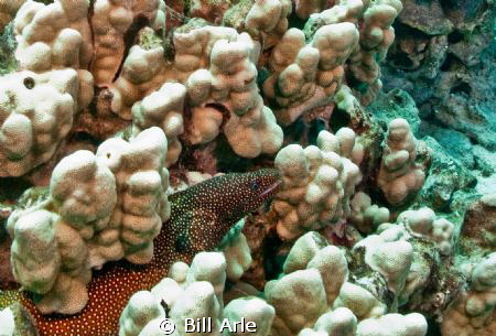 White mouth moray.  Big Island, Hawaii.  Canon G-10 with ... by Bill Arle 