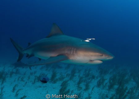 Bull shark with a bit of unwanted jewelry. by Matt Heath 