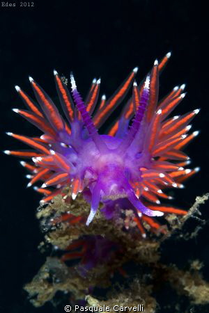 Flabellina by Pasquale Carvelli 
