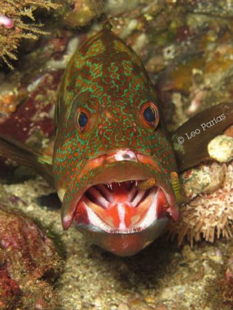 Taken at Playas de Coco, Costa Rica. He just posed for th... by Leonardo Parias 