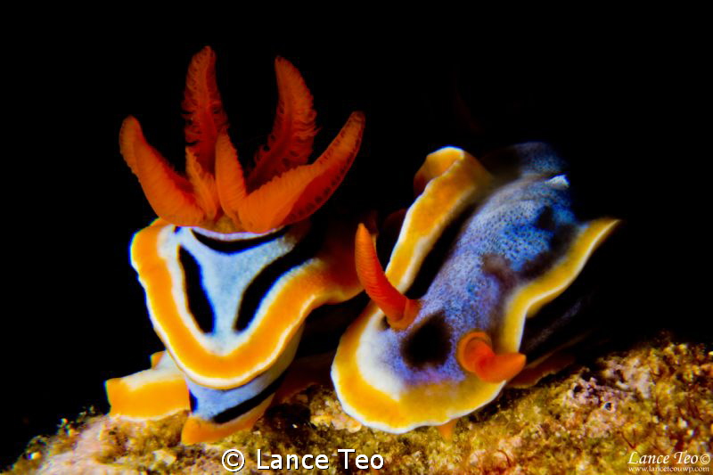When Two becomes One? by Lance Teo 