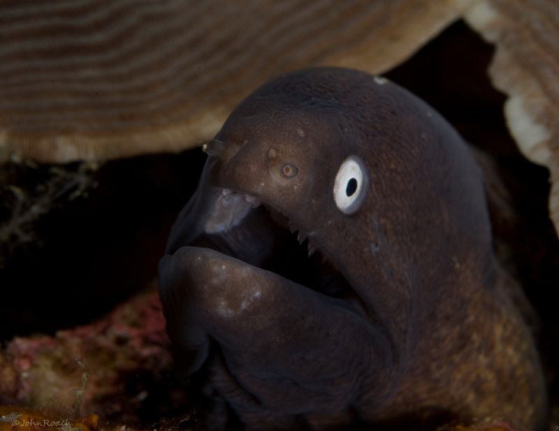 White Eyed Eel by John Roach 