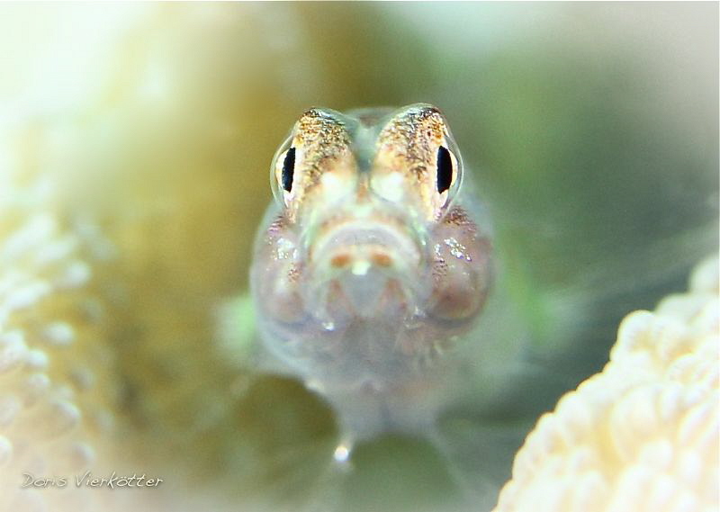 little cute by Doris Vierkoetter 
